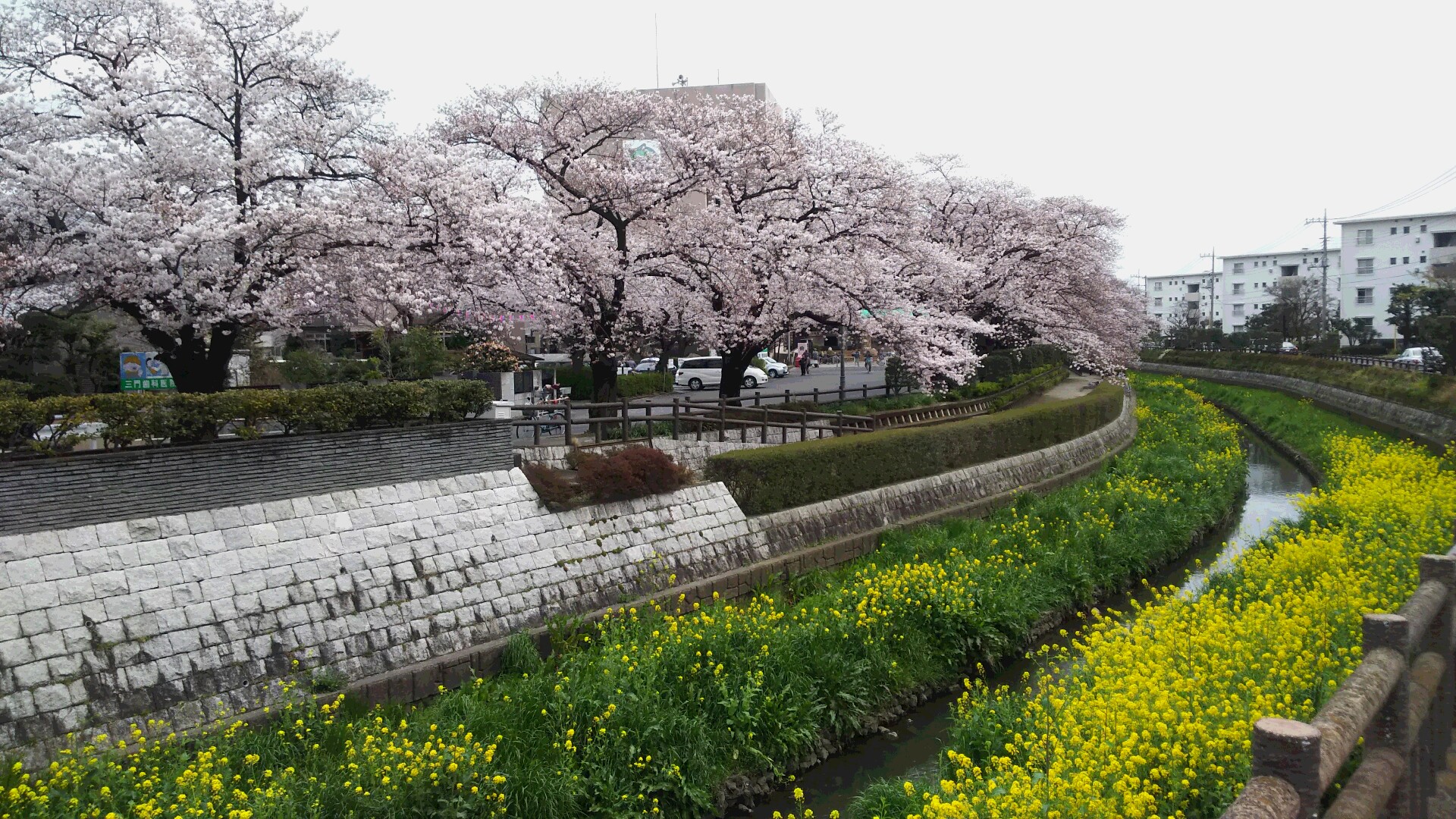 昨年(2016年)の文化センター脇の桜の様子