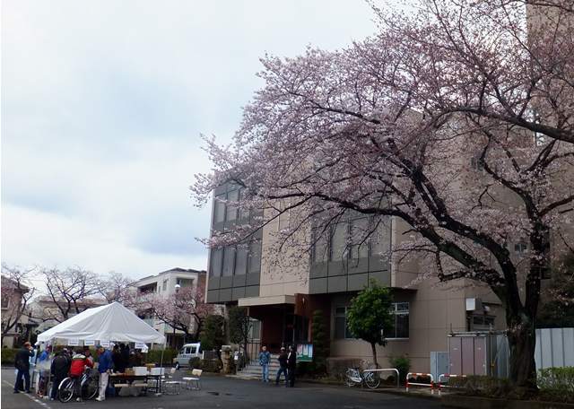 平成29年度桜を楽しむ会